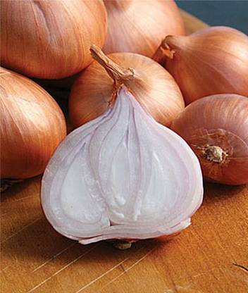 VibeX Shallots Holland Red Seed