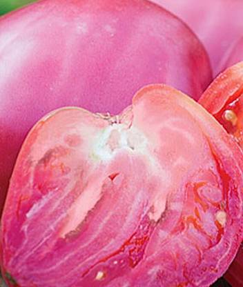 VibeX Hungarian Heart Tomato Seed