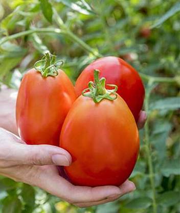 VibeX Gladiator Hybrid Tomato Seed