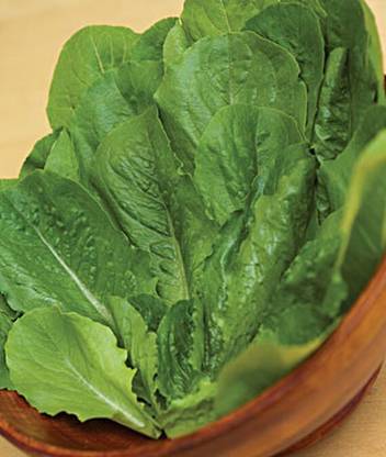 VibeX F1 Hybrid Forellenschluss Lettuce Seed