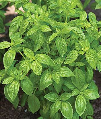 VibeX Basil, San Remo Seed