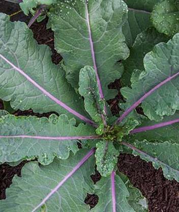 VibeX Organic Kale, Dazzling Blue Seed