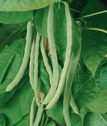 VibeX Bean, Pole, Kentucky Wonder Seed