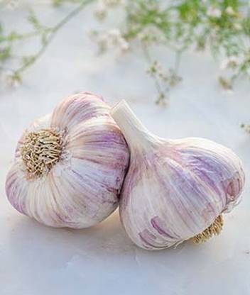 VibeX Garlic, Purple Glazer Seed