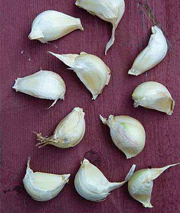 VibeX Hybrid Italian Loiacono Garlic Seed