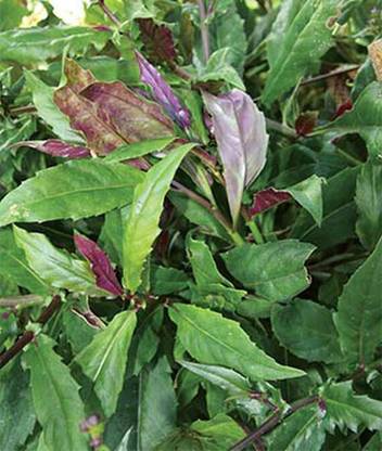 VibeX Gynura crepioides, Okinawa Spinach Seed