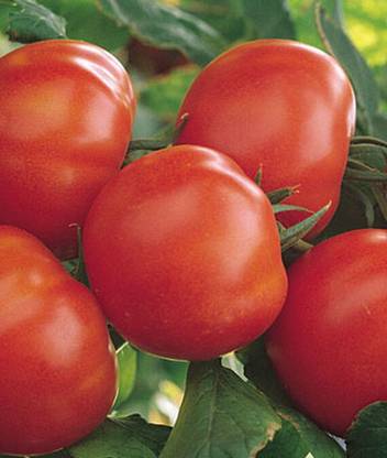 VibeX Tomato, Matina Organic Seed
