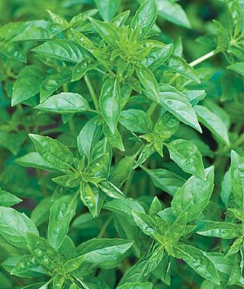 VibeX Organic Summerlong Basil Seed