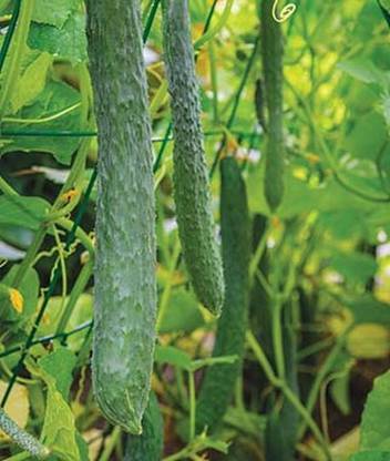 VibeX Organic Cucumber, Dragon Suhyo Seed