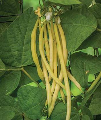 VibeX Monte Gusto Pole Bean Seed