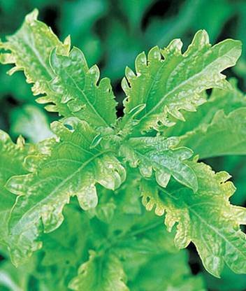 VibeX Basil, Spicy Saber (Serrata) Seed