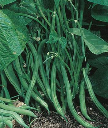 VibeX Bean Seed