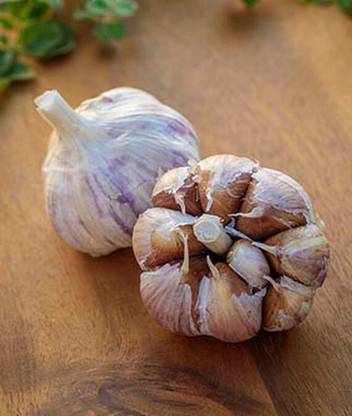 VibeX Russian Red Garlic Seed