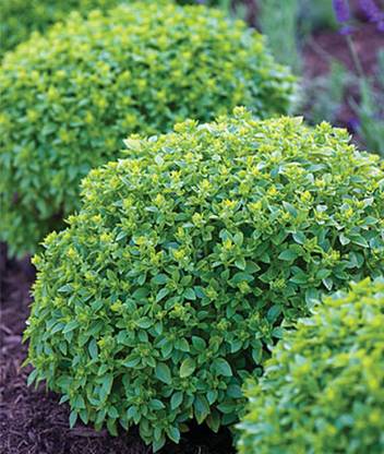 VibeX Boxwood Basil Seed
