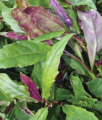 VibeX Okinawa Spinach Gynura crepioides Seed