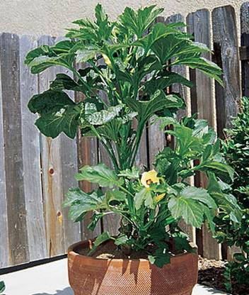 VibeX Okra, Baby Bubba Hybrid Seed