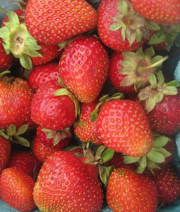 VibeX Strawberry, Chandler Seed