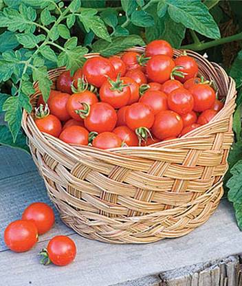 VibeX Tomato, Baxter's Bush Cherry Organic Seed