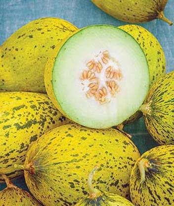 VibeX Melon, Whatamelon Hybrid Seed