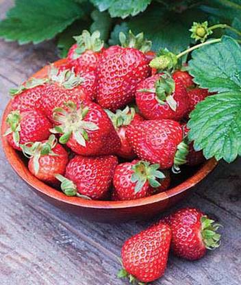 VibeX Seascape Strawberry Seed