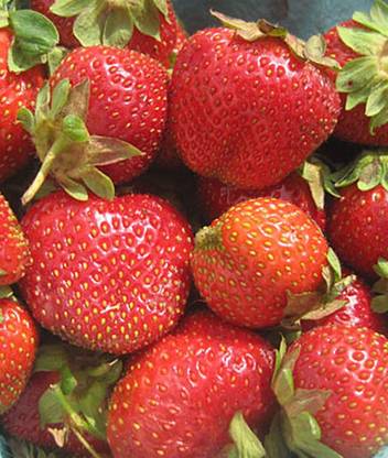 VibeX Strawberry, Camarosa Seed