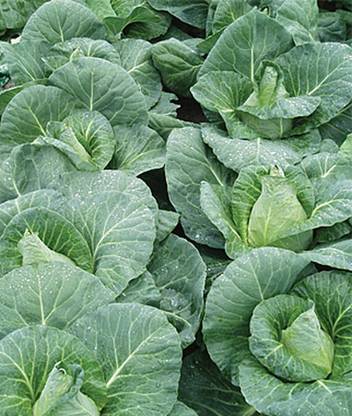 VibeX Caraflex Hybrid Sweetheart Lettage Seed