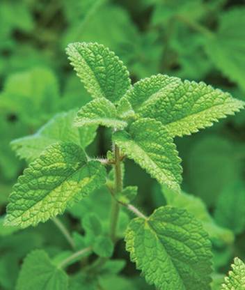 VibeX Mandarina Lemon Balm Seed