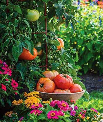 VibeX Tomato, Shimmer Hybrid Seed