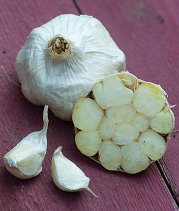 VibeX Garlic, Italian Loiacono Seed
