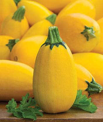 VibeX Golden Egg Hybrid Squash Seed