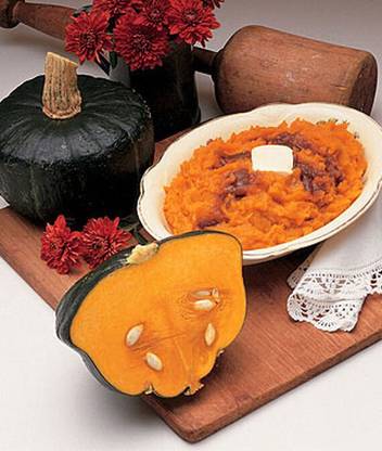 VibeX Squash, Winter, Buttercup Burgess Strain Seed