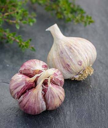 VibeX Lorz Italian Garlic Seed