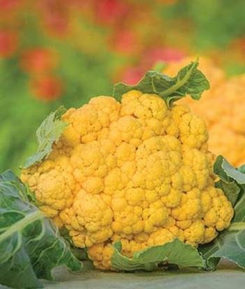 VibeX Organic Cauliflower, Flame Star Seed
