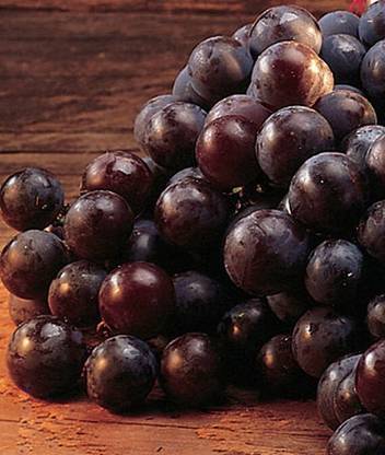 VibeX Concord Grape Seed