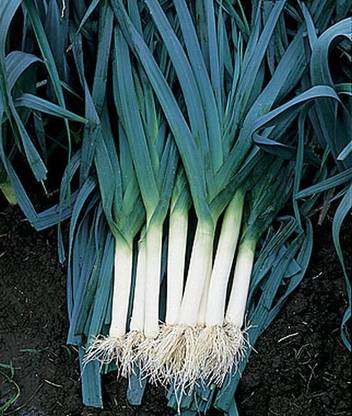 VibeX Leek, Blue Solaise Seed