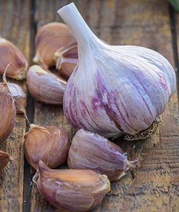 VibeX Chinese Pink Garlic Seed