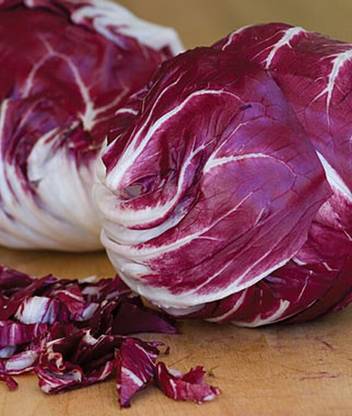 VibeX Chicory Red Cabbage Verona Radicchio Seed