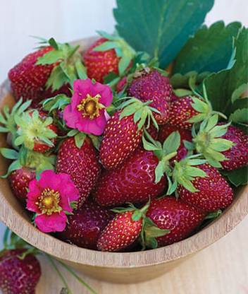 VibeX Fast Growing Tristan Strawberry Seed