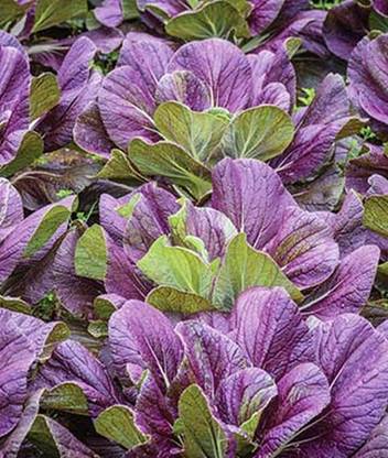 VibeX Hybrid Red Dragon Napa Cabbage Seed