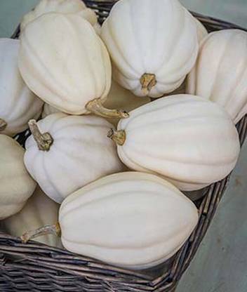VibeX Squash Great Griller Hybrid Seed
