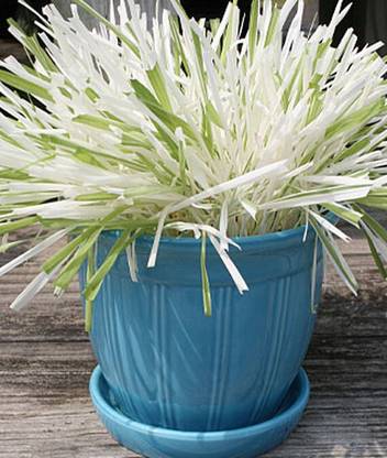 VibeX Variegated Cat Grass Seed
