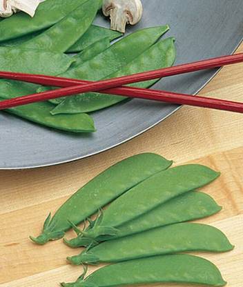 VibeX Oregon Sugar Pod Organic Pea Seed