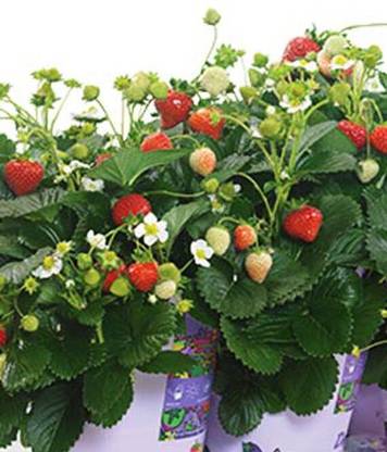 VibeX Delizz Strawberry Seed