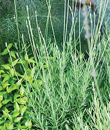 VibeX Lavender, Sweet Seed