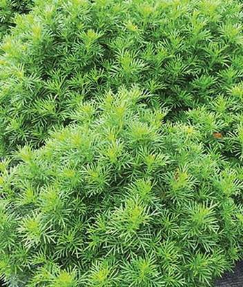 VibeX Dropshot Irish Lace Marigold Seed