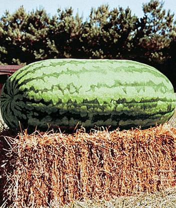 VibeX Watermelon, Carolina Cross #183 Seed