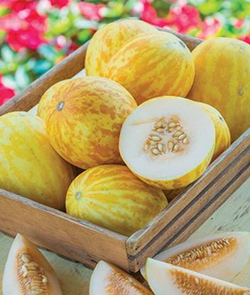 VibeX Cantaloupe, Aphrodite Hybrid Melon Seed