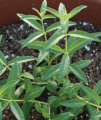 VibeX Lemon Verbena Seed