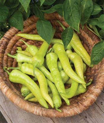 VibeX Italian Pepperoncini Pepper Seed