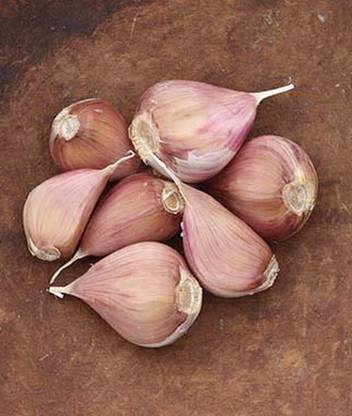 VibeX Organic Garlic, Metechi Seed